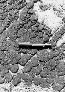 Photo of congealed tar